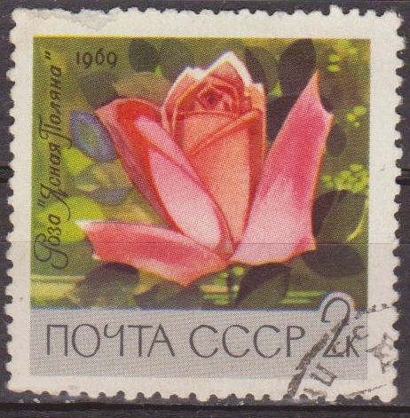 z vendido Rusia URSS 1969 Scott 3596 Sello Flora Flor Rosa Yasnaya Polyana Usado Russia 